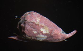 Media type: image;   Malacology 399109 Description: live specimen;